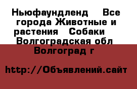 Ньюфаундленд  - Все города Животные и растения » Собаки   . Волгоградская обл.,Волгоград г.